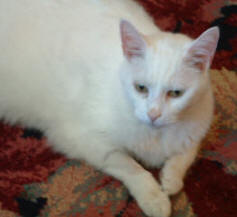 Oliver
